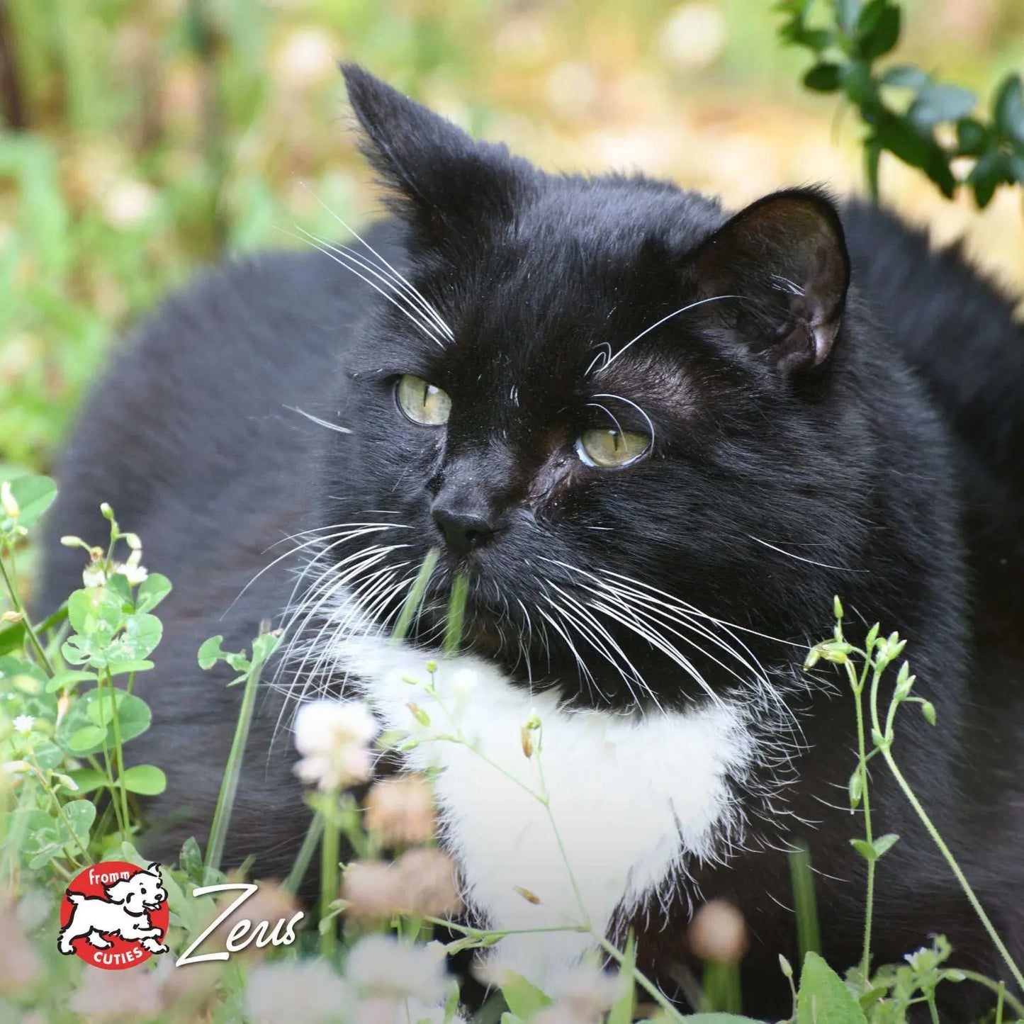 Fromm Healthy Weight Gold Food for Cats Fromm