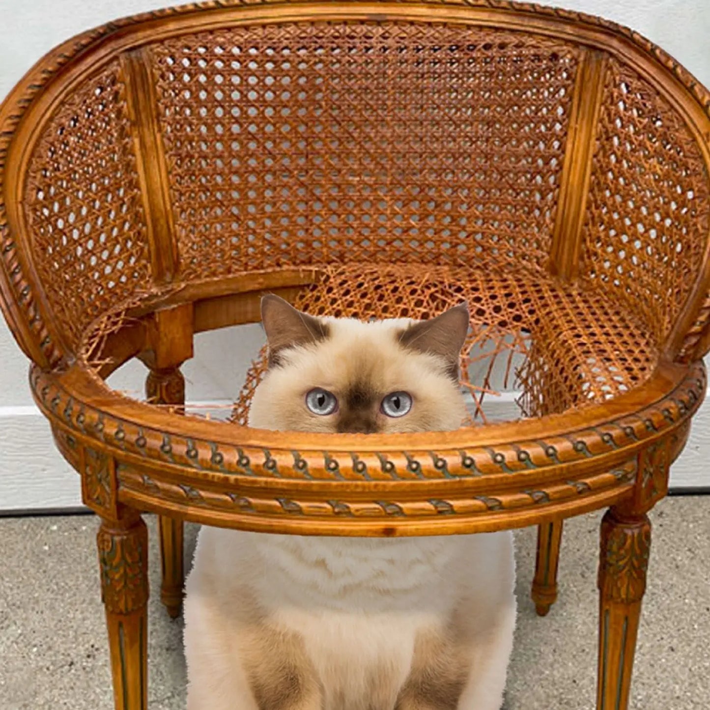 Fromm Healthy Weight Gold Food for Cats Fromm