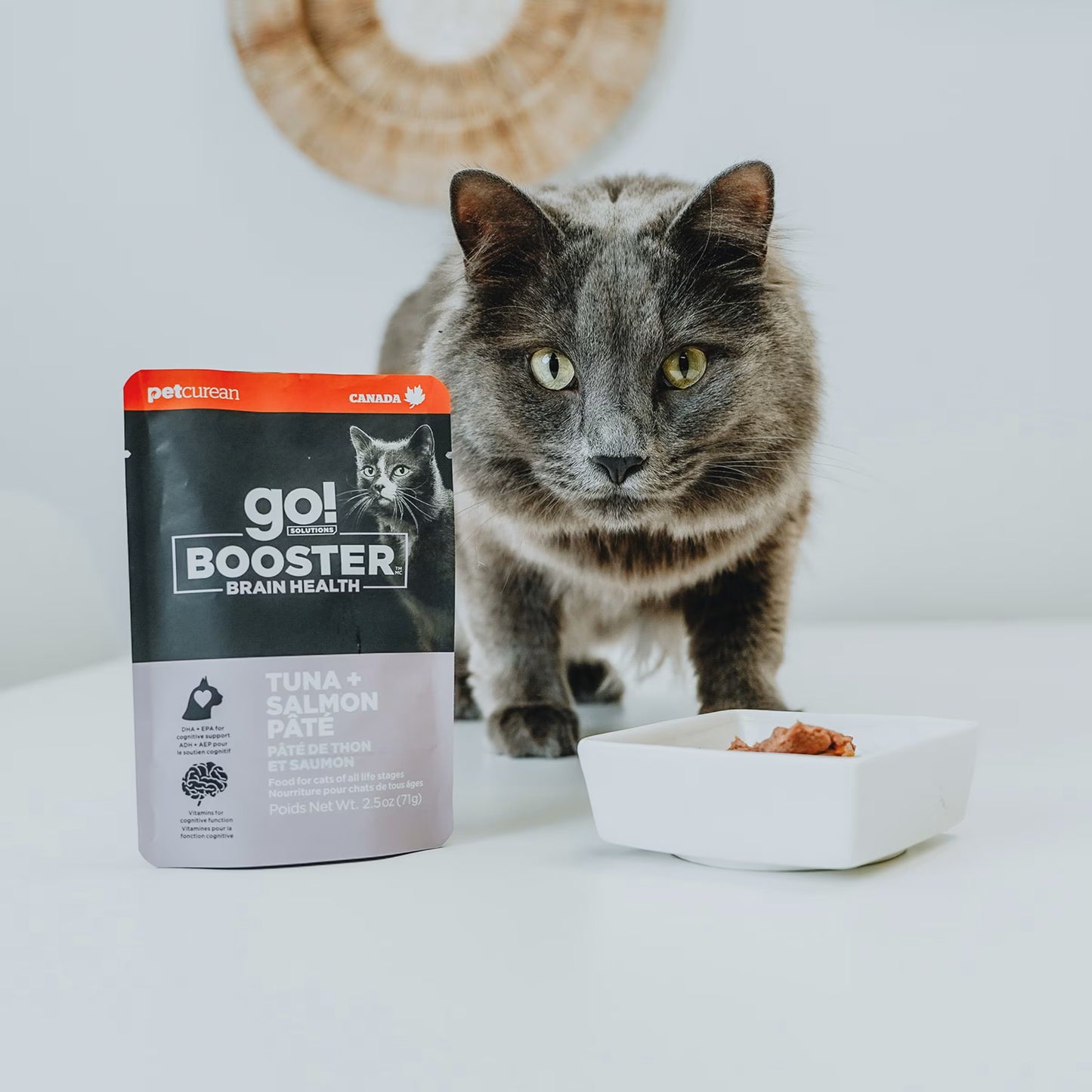 A gray cat stands by a packet of Go! Solutions Booster Brain Health Tuna & Salmon Pate Wet Cat Food by Petcurean Pet Foods and a white bowl of pâté on a white surface, emphasizing brain health nutrition with a blurred decorative item in the background.