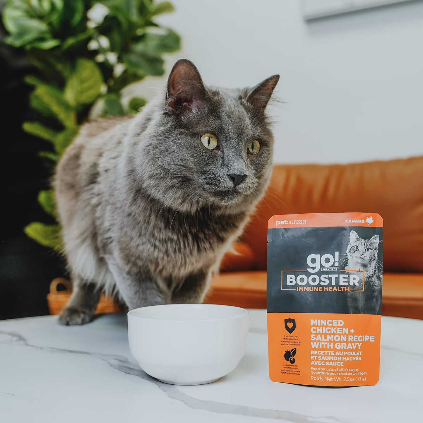 A fluffy gray cat stands by a white bowl and a pouch of Petcurean Pet Foods Go! Solutions Booster Immune Health Minced Chicken & Salmon with Gravy Wet Cat Food (24ea/2.5 oz) on a white surface, with a brown sofa and plants in the background.