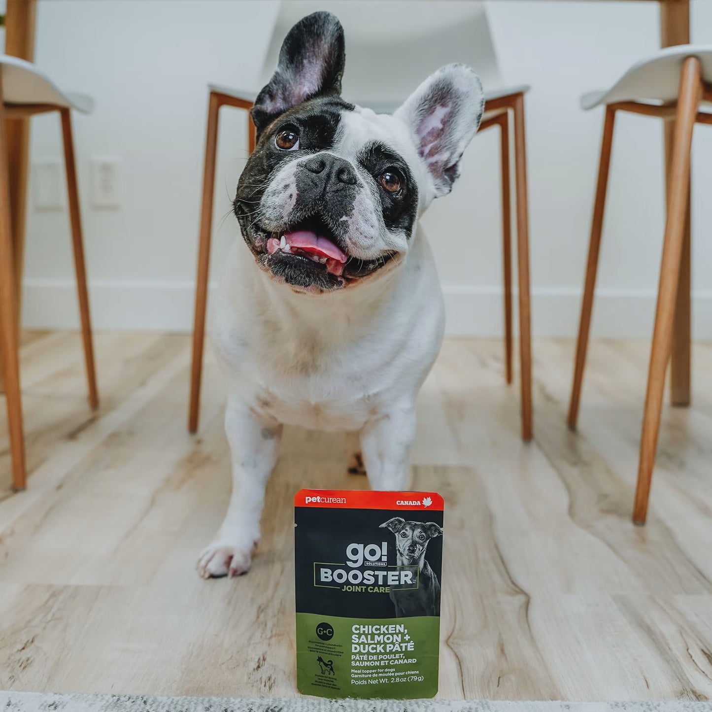 A happy French Bulldog stands indoors on a wooden floor between two chairs, tongue out. In front is a pack of Petcurean Pet Foods Go! Solutions Booster Joint Care Chicken, Salmon & Duck Pate Wet Dog Food 24ea/2.8 oz—ideal for senior dogs.