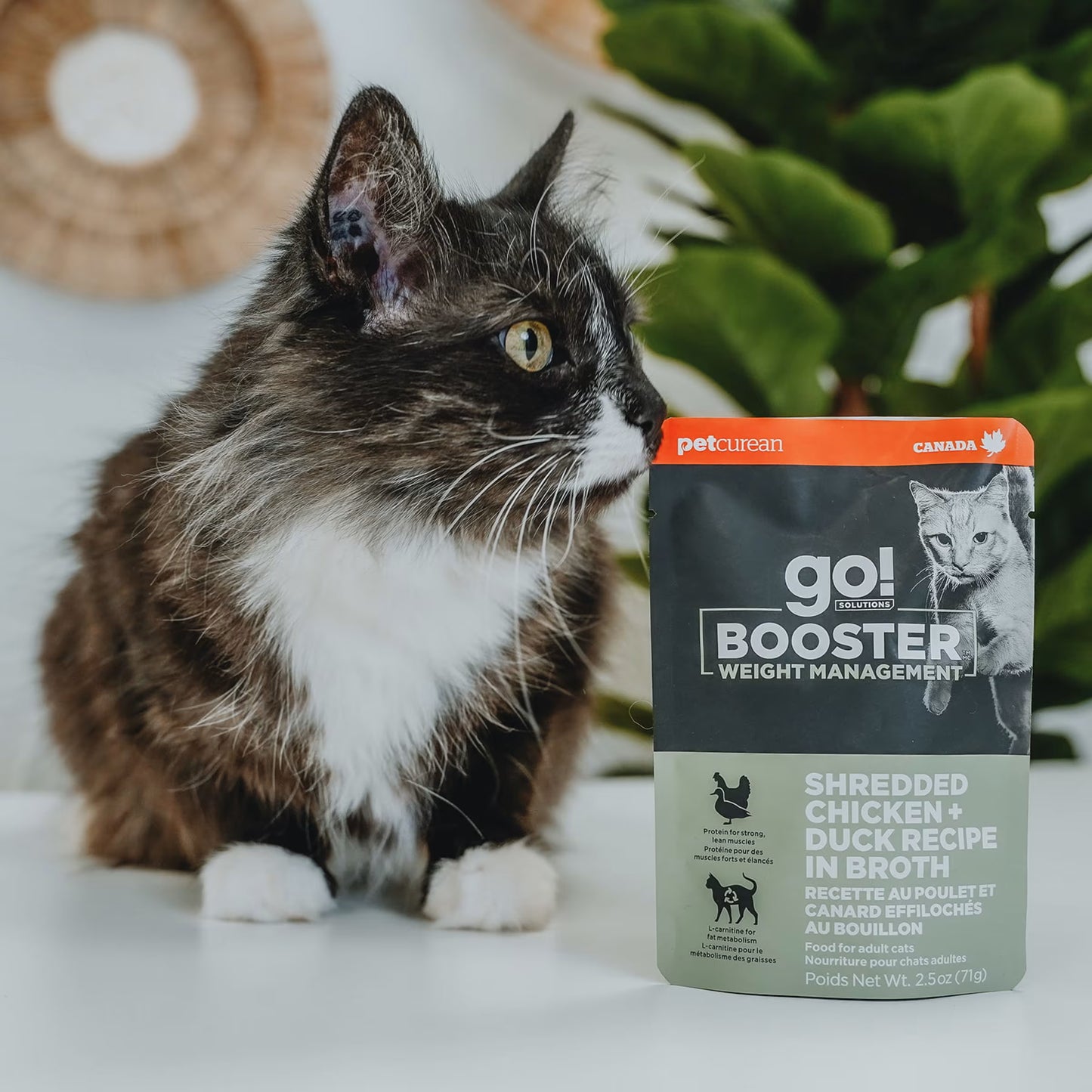 A long-haired black and white cat sits next to a packet of Petcurean Pet Foods Go! Solutions Booster Weight Management Shredded Chicken & Duck in Broth Wet Cat Food (24ea/2.5 oz) on a white surface, with green plants in the background.