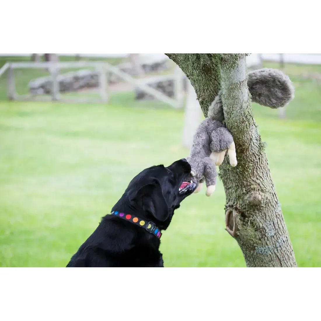 HuggleHounds Feller Durable Plush Squirrel Squeaky Dog Toy HuggleHounds