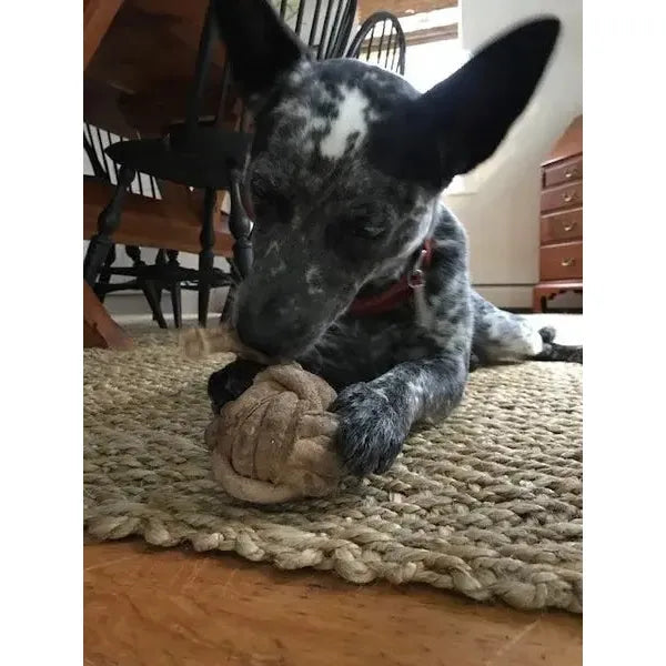 A black and white dog with a red collar relaxes on a woven rug, happily chewing a HuggleHounds HuggleHide Natural Leather Ball Dog Toy. Wooden chairs and a dresser appear in the background.
