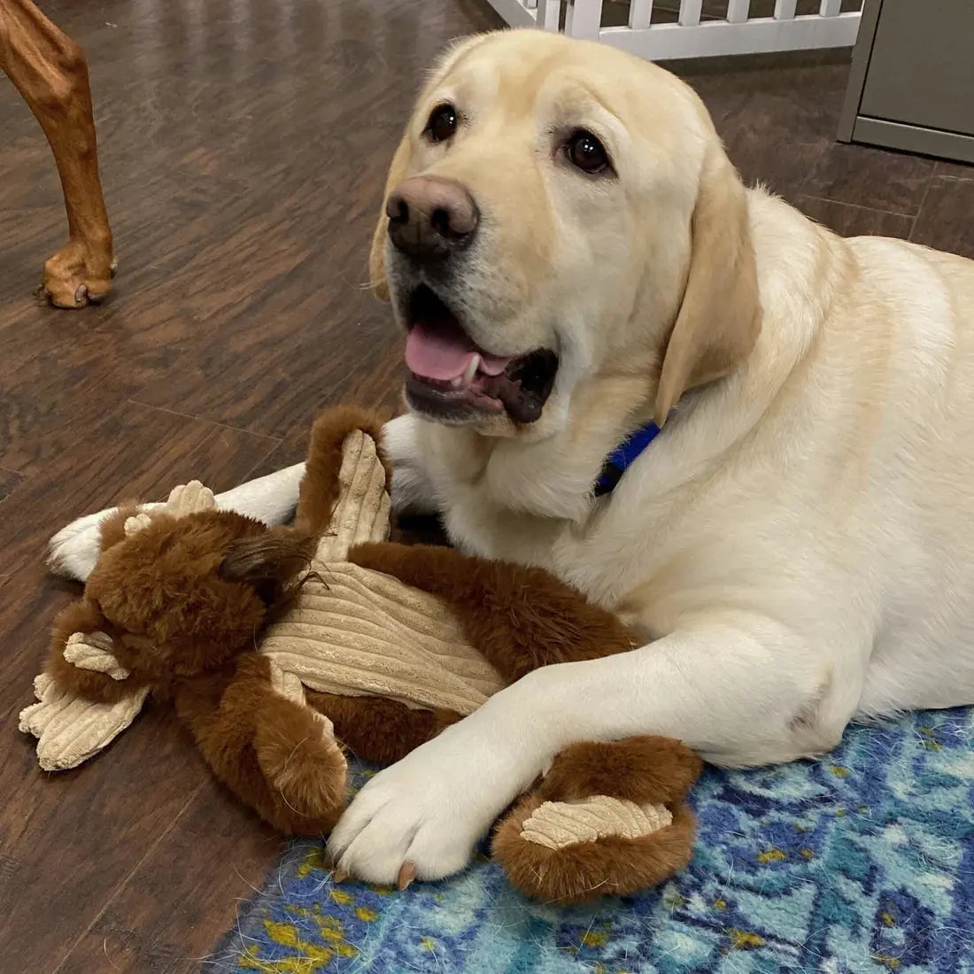 A yellow Labrador retriever lies on a blue-patterned rug, holding the HuggleHounds Maple Moose X-Brace Tough Squeaky Plush Dog Toy by HuggleHounds, looking up with its mouth slightly open. Another dogs leg is visible in the background.