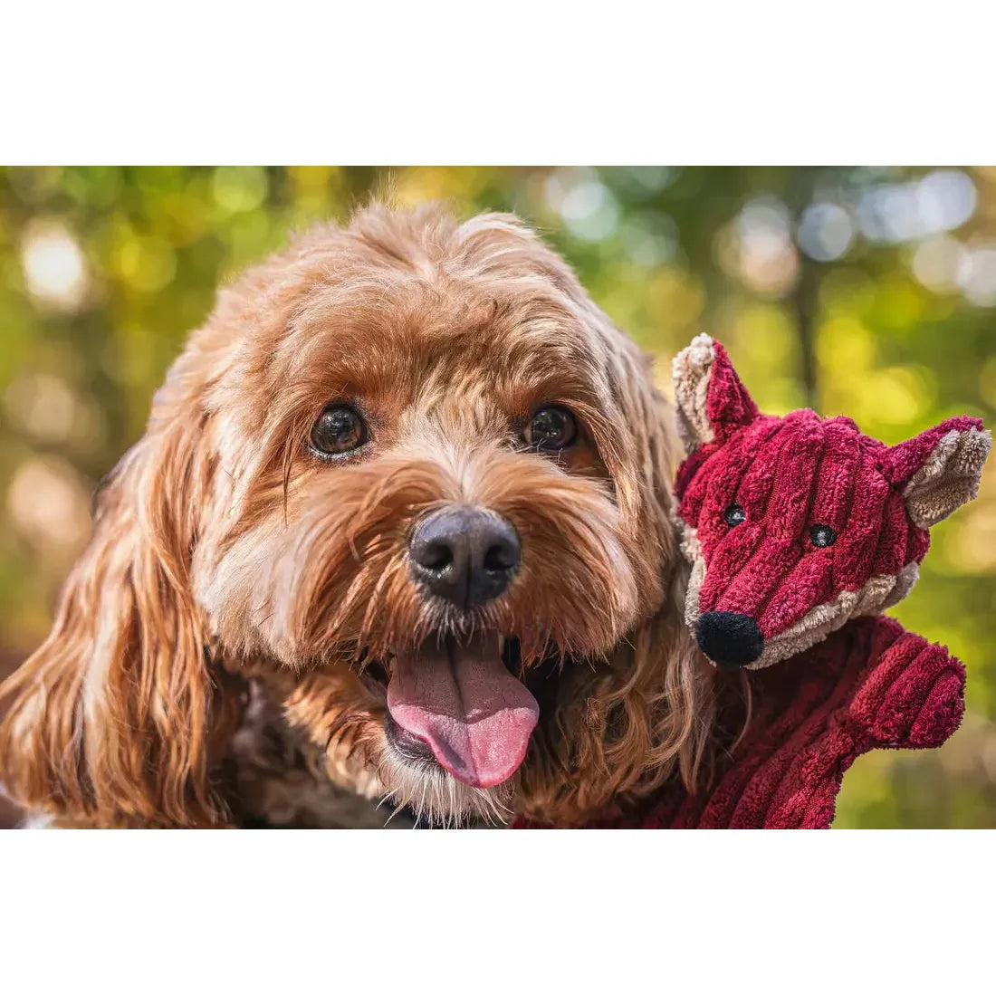 A happy brown dog with curly fur sits next to a red HuggleHounds Woodland HuggleFlatties Tough Squeaky Small Plush Dog Toy from the 3-pack, with blurred greenery in the background suggesting an outdoor setting.