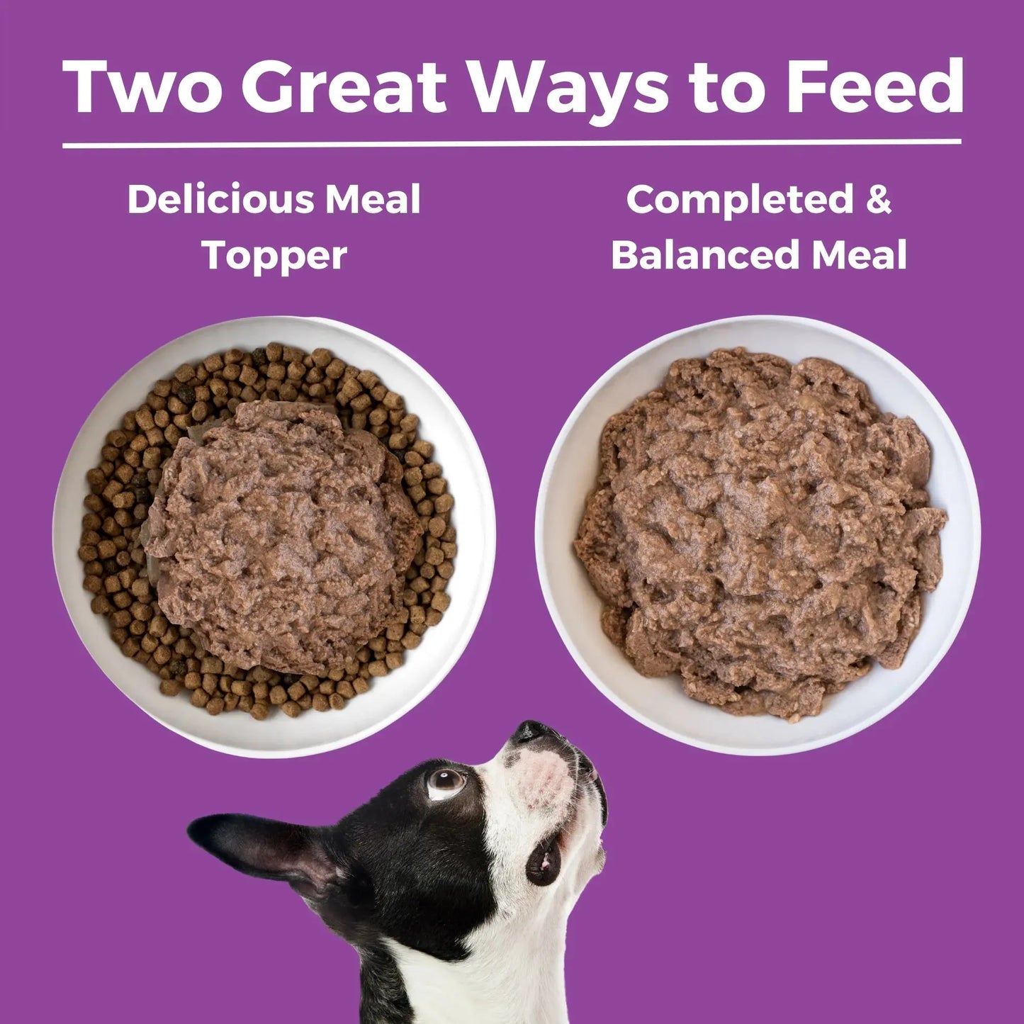 KOHA Limited Ingredient Diet Kangaroo Entrée Wet Dog Food 12ea/13 oz KOHA