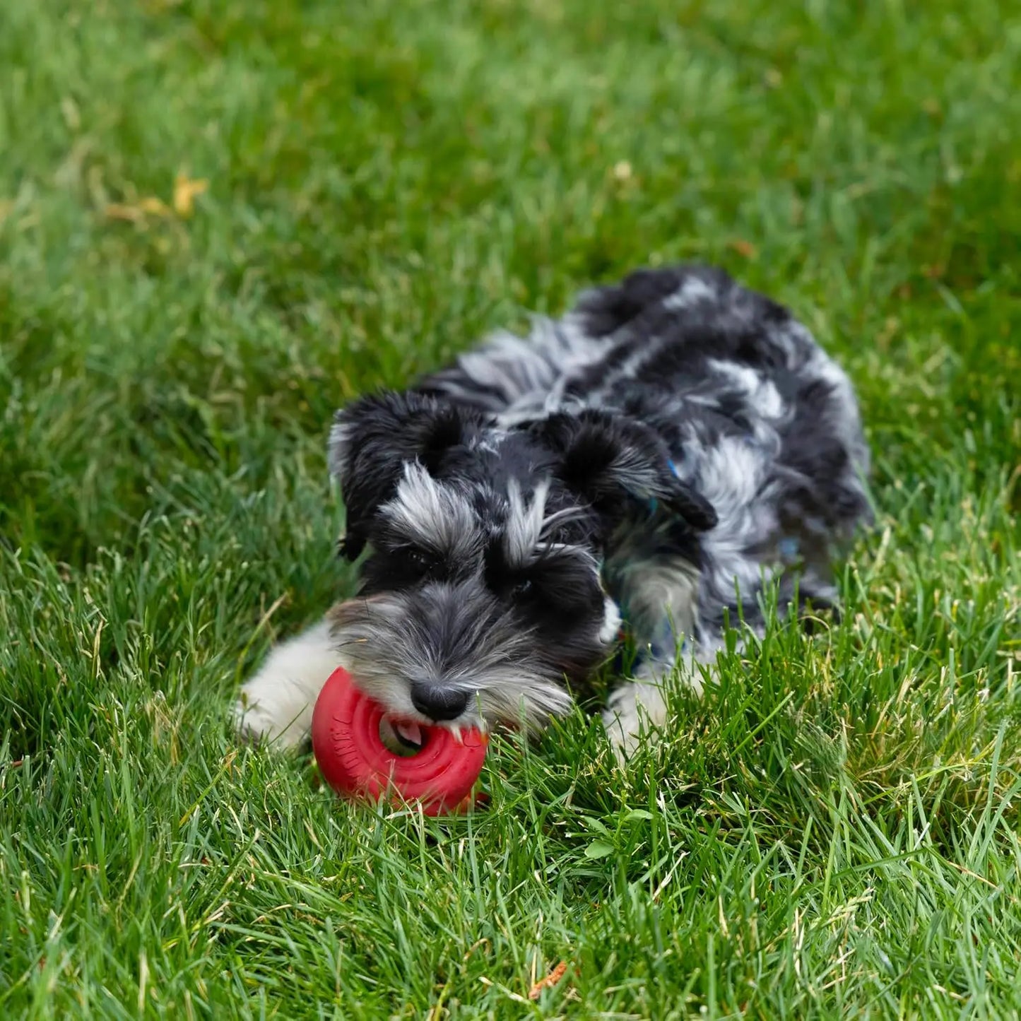 A small black and white schnauzer puppy lies on green grass, chewing on a red KONG Donut Dog Toy by Kong, made from durable rubber for chew and fetch fun.