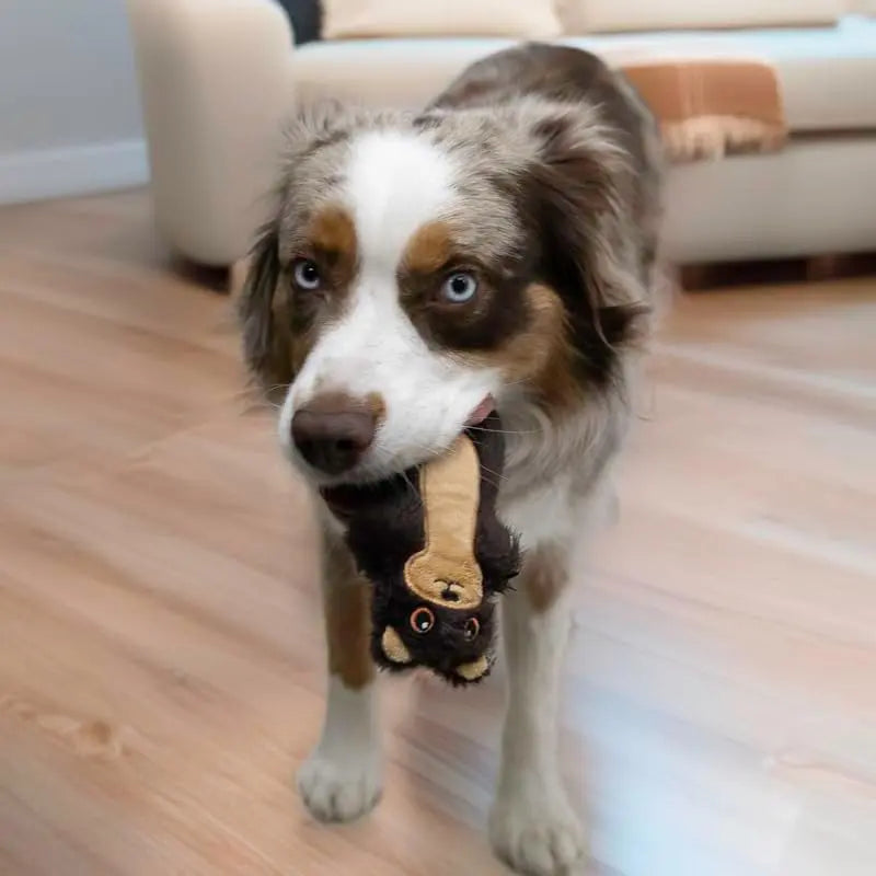 A brown and white dog with blue eyes stands on a wooden floor, holding a Kong KONG Snuzzles Mini Plush Dog Toy for Puppies & Small Dogs. In the background, thereâs a beige sofa with a brown blanket, ideal for playful pets.
