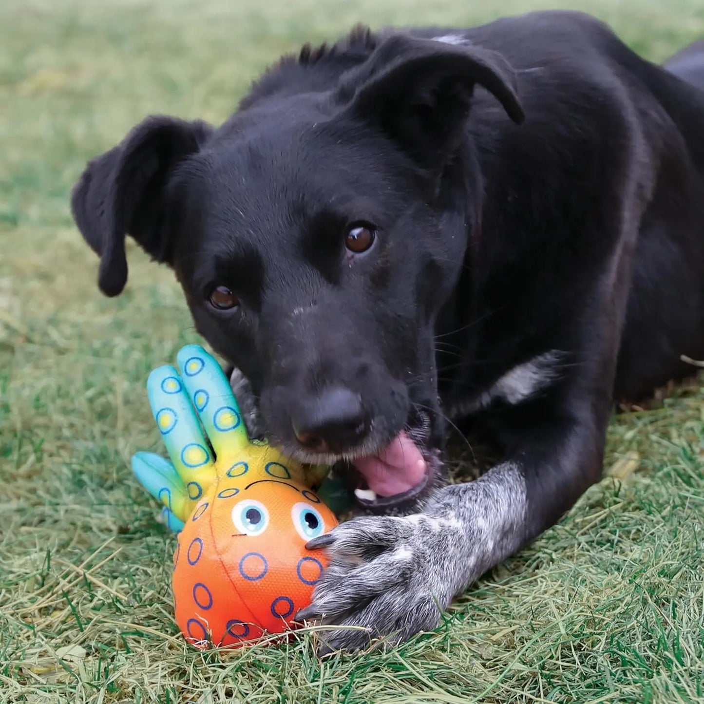 KONG Shieldz Tropics Dog Toy Kong