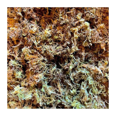 Lugarti Premium Sphagnum Moss Lugarti