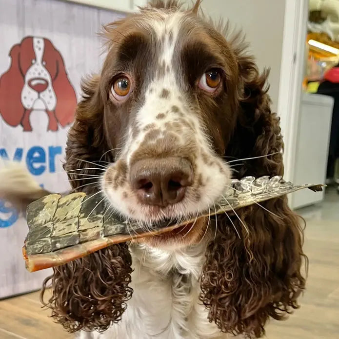 Lulu's Kitchen You Croc My World Crocodile Tail Chews for Dogs Lulu's Kitchen