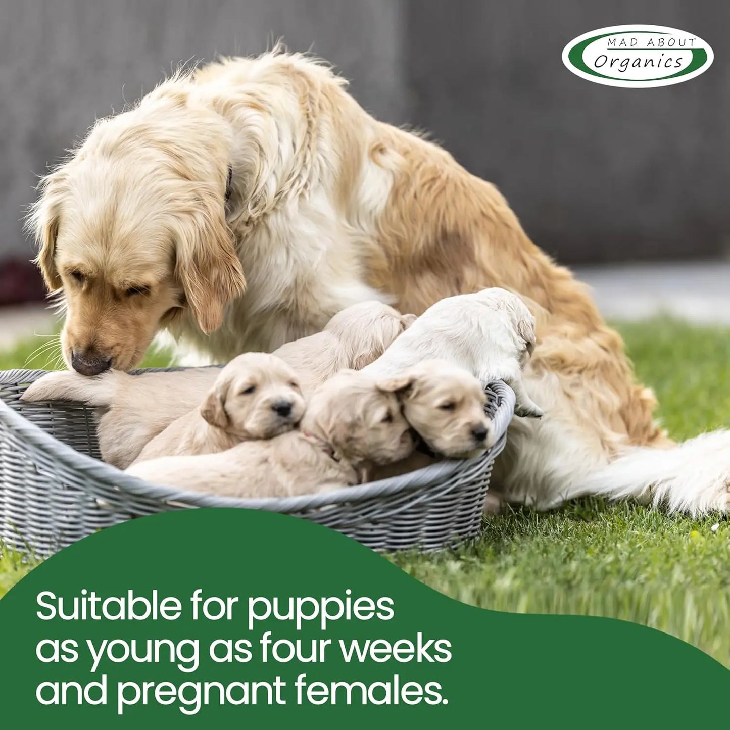 A mother dog cuddles her puppies in a basket on grass. Text overlay: Safe for puppies 4 weeks+ and pregnant females. Mad About Organics Detangler Spray—knot-free, gentle cedarwood scent, all-natural care. Brand logo in corner.