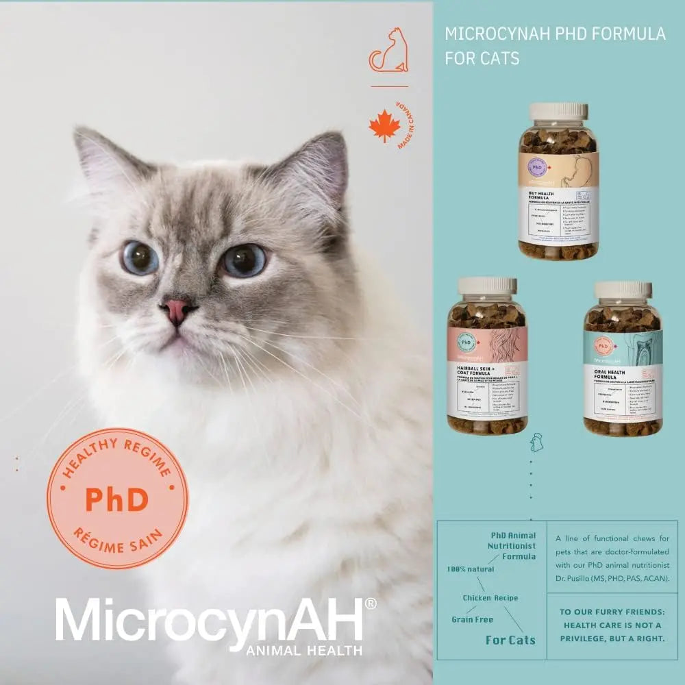 A fluffy blue-eyed cat sits beside a display of MicrocynAH MICRO Cat Gut Health Soft Chews 120g, showcasing three supplement bottles. A note highlights gut health support with prebiotics and probiotics for overall feline wellness.