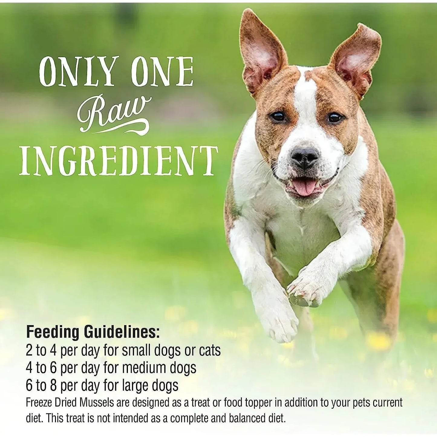 Dog enjoying Northwest Naturals Green-Lipped Mussels Treats in a grassy field