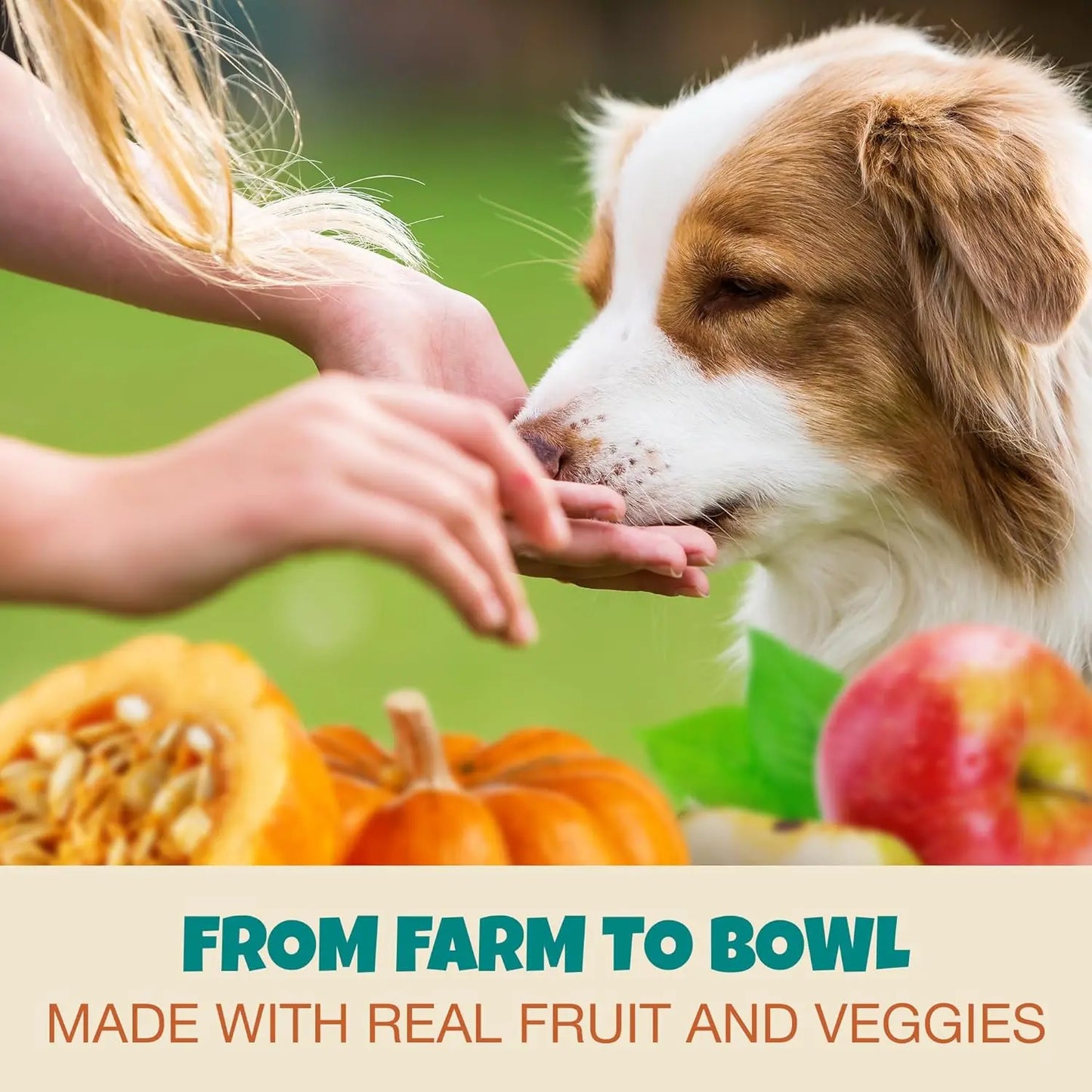 A dog eats from a person’s hand outdoors with pumpkins and an apple nearby. Text: PETIPET Bladder Booster Cranberry Chews for Dogs—real fruit & veggies support urinary and kidney health. Plant-based.
