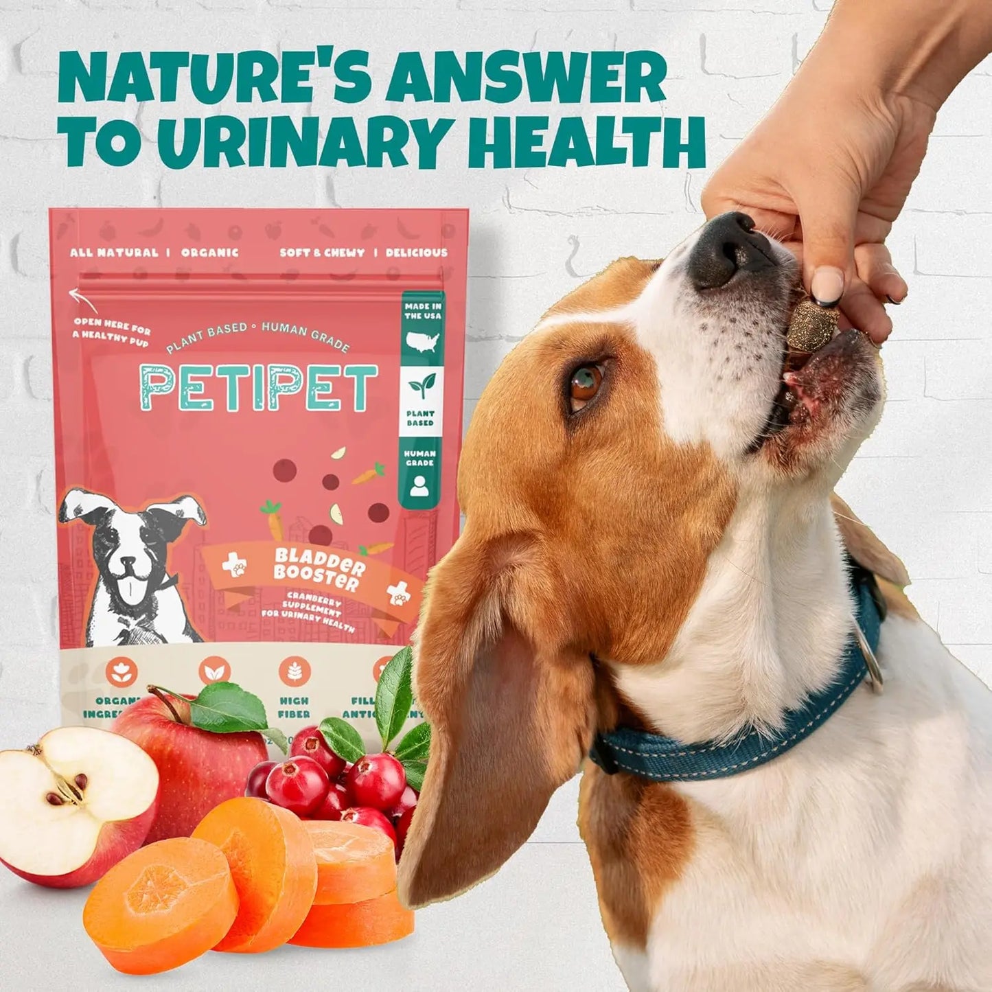 A beagle enjoys a treat by a PETIPET Bladder Booster Cranberry Chews for Dogs package, with apples, cranberries, and carrots nearby. Green text above reads “Nature’s answer to urinary health,” highlighting these plant-based chews.