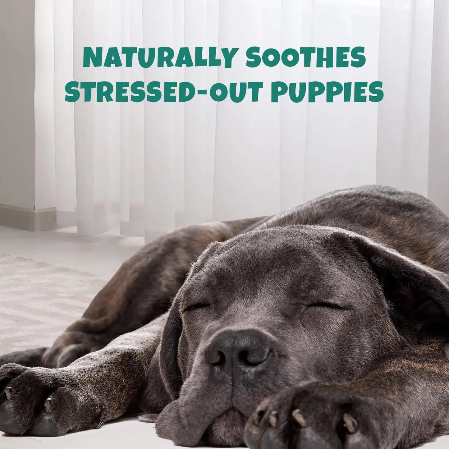 A large gray puppy sleeps on a light floor by sheer white curtains. Above reads: PETIPET Calming Bites with Melatonin + Chamomile naturally soothe stressed dogs. Apple & Carrot flavored soft chews, 7oz.