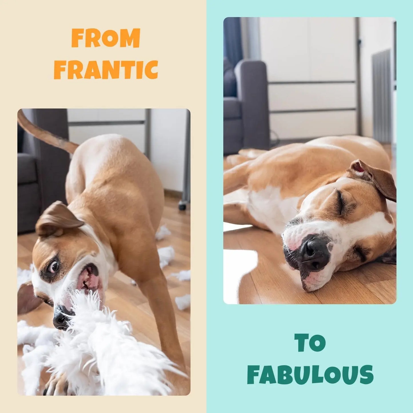 Split image: Left, a dog frantically destroys a toy. Right, the same dog sleeps peacefully after taking PETIPET Calming Bites with Melatonin + Chamomile. Text: From Frantic to Fabulous. Apple & Carrot Flavored Calming Supplement for Dogs.