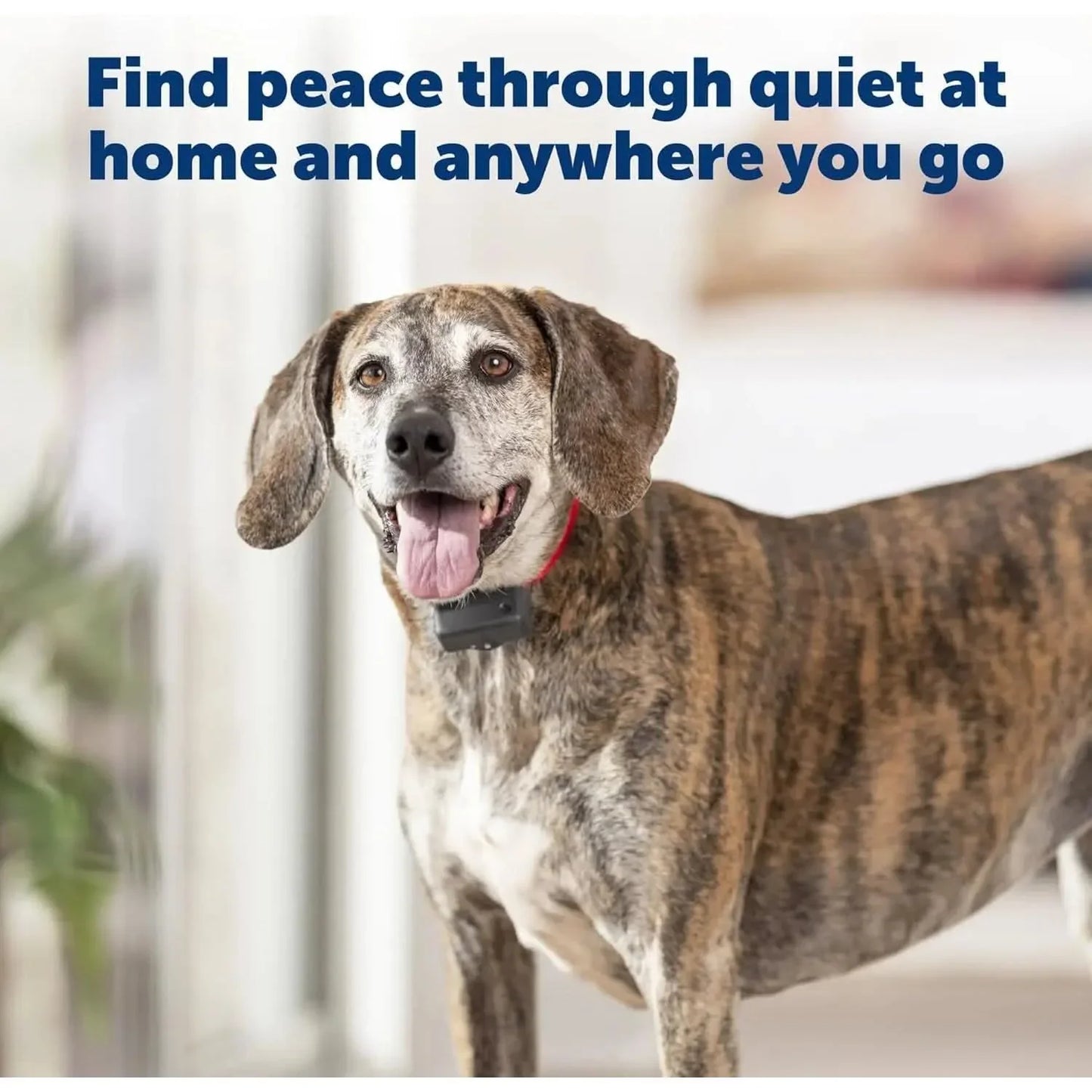 PetSafe® Basic Bark Control Collar for Dog PetSafe®