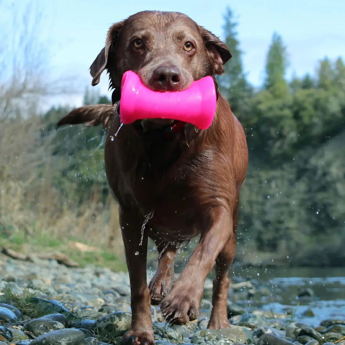 A wet brown Labrador runs toward the camera on a rocky riverbank, carrying a bright pink Ruff Dawg Crinkit Rubber & Water-Bottle Tough Dog Toy in its mouth, with trees and blue sky in the background.