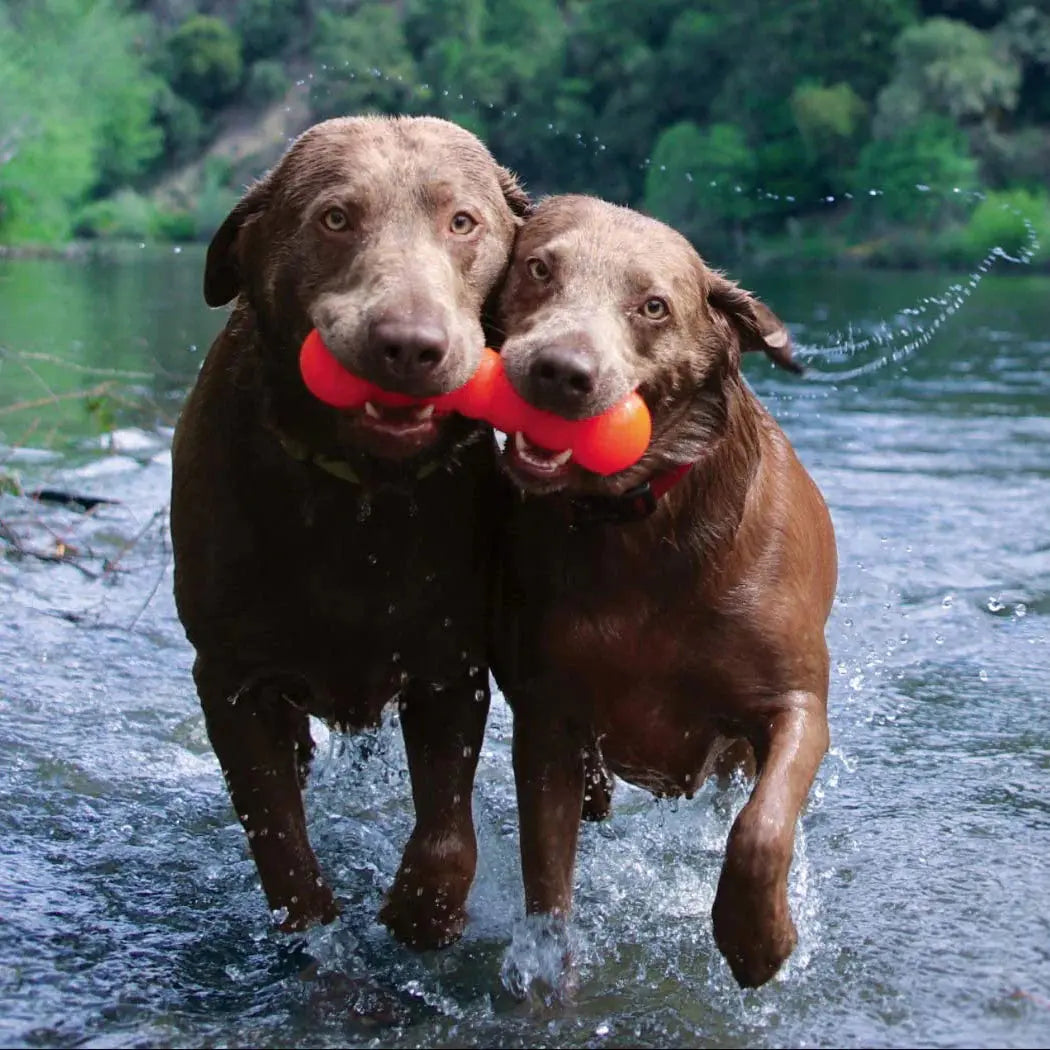 Two brown dogs run side by side through shallow water, each gripping a Ruff Dawg Dawg-Buster Tough Dog Toy by Ruff Dawg. Green trees and water are visible in the background.