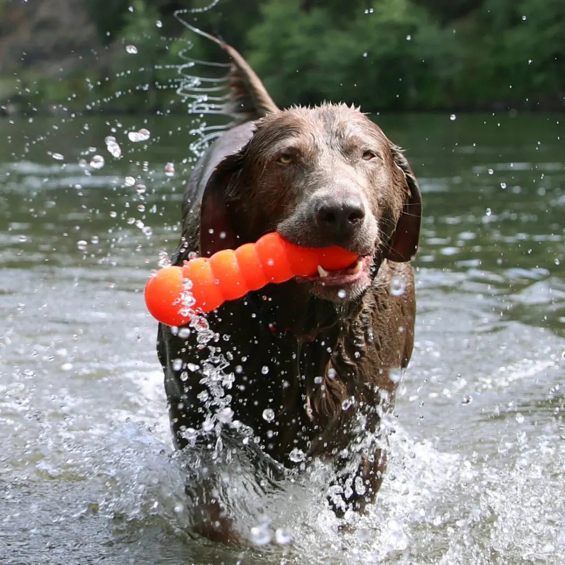 A wet dog sprints through water, splashing droplets as it carries the bright orange Ruff Dawg Dawg-Buster Tough Dog Toy by Ruff Dawg, with green trees and a blurred background behind.