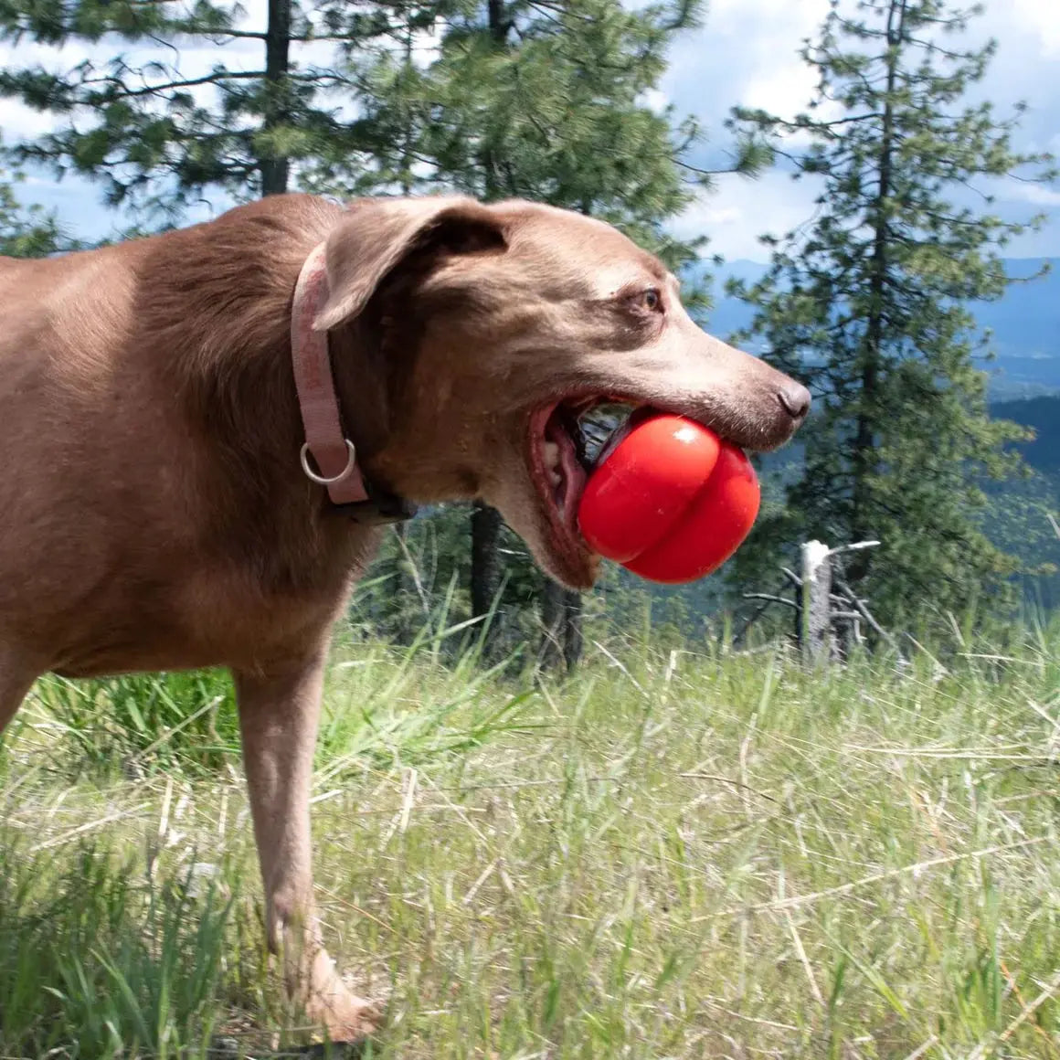 A brown dog with a collar stands on grass, holding the Ruff Dawg Dawg-Hart Tough Rubber Dog Chew Toy by Ruff Dawg in its mouth, with trees and a blue sky in the background.