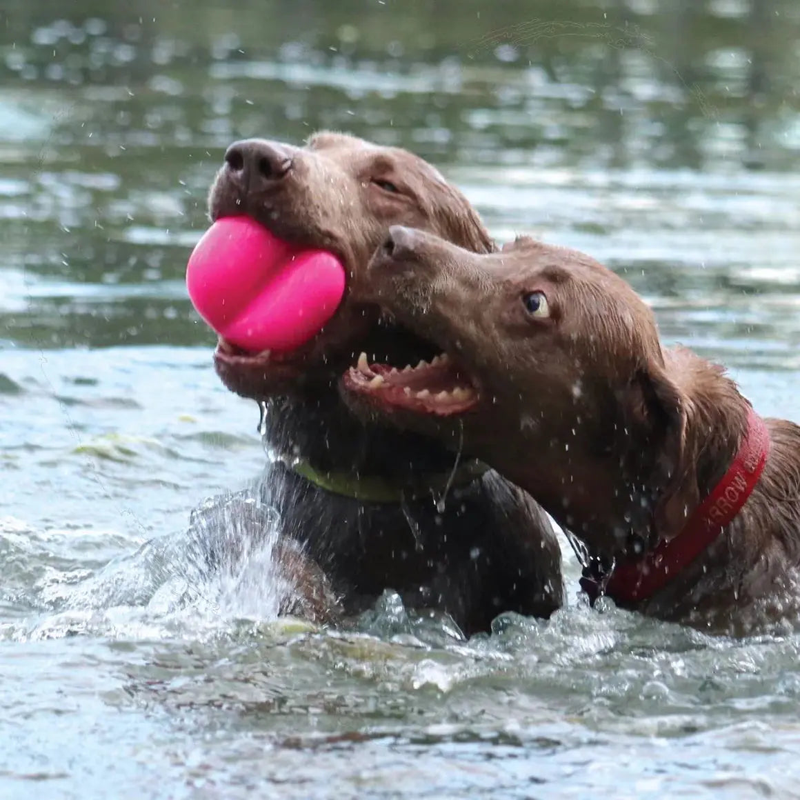 Two brown dogs play in the water, one holding a bright pink Ruff Dawg Dawg-Hart Tough Rubber Dog Chew Toy by Ruff Dawg in its mouth while the other looks on. Water splashes around them as they enjoy their playful moment.
