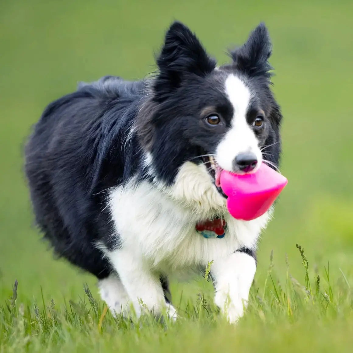 A black and white Border Collie walks on green grass, carrying a Ruff Dawg Dawg-Hart Tough Rubber Dog Chew Toy by Ruff Dawg in its mouth. The blurred background highlights the playful dog in sharp focus.