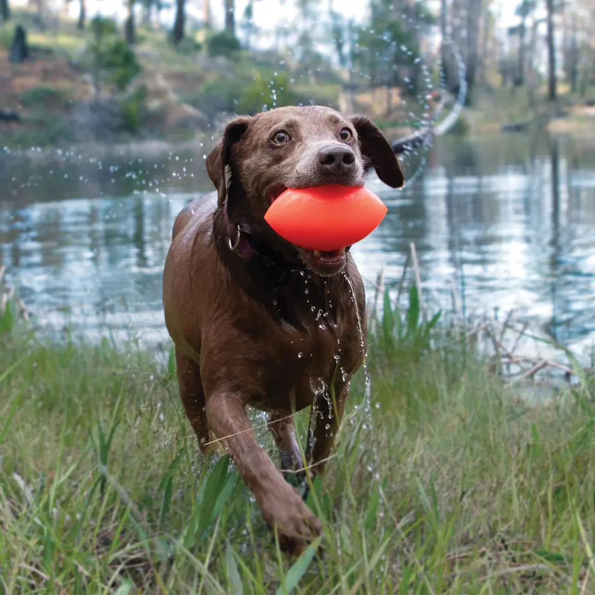 A wet brown dog runs through grass by a lake, splashing water while carrying the Ruff Dawg Football Tough Rubber Dog Chew Toy by Ruff Dawg, a bright orange floating toy, in its mouth.