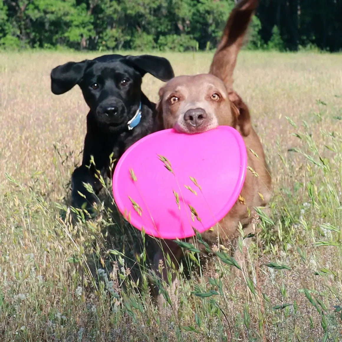 Ruff Dawg K9 Flyer Disc Tough Dog Toy Ruff Dawg