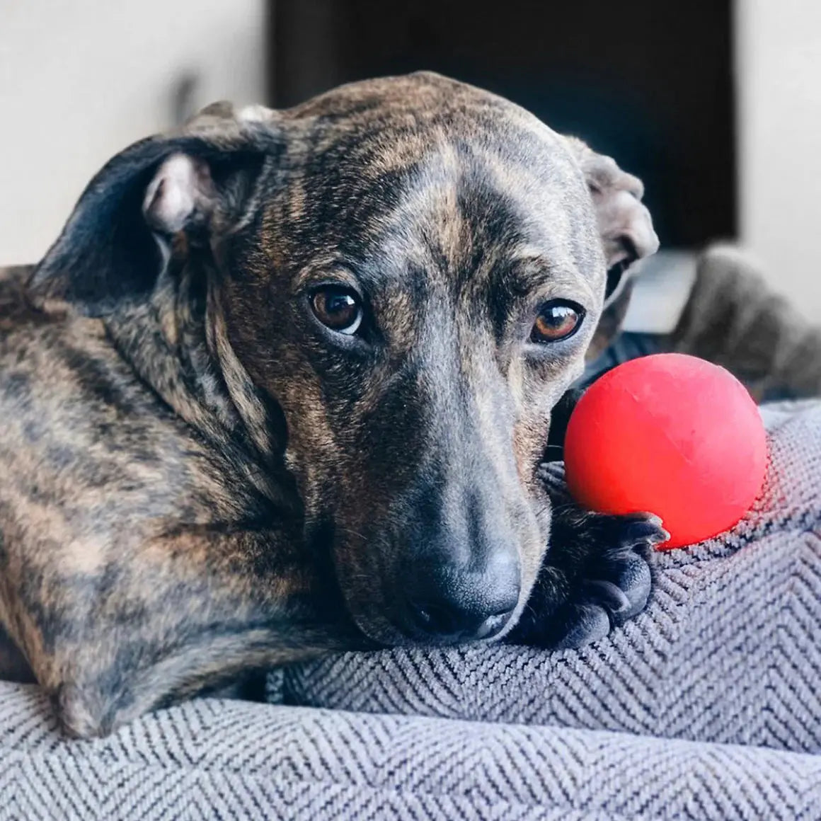 Ruff Dawg, Ball Tough Dog Chew Toy Ruff Dawg