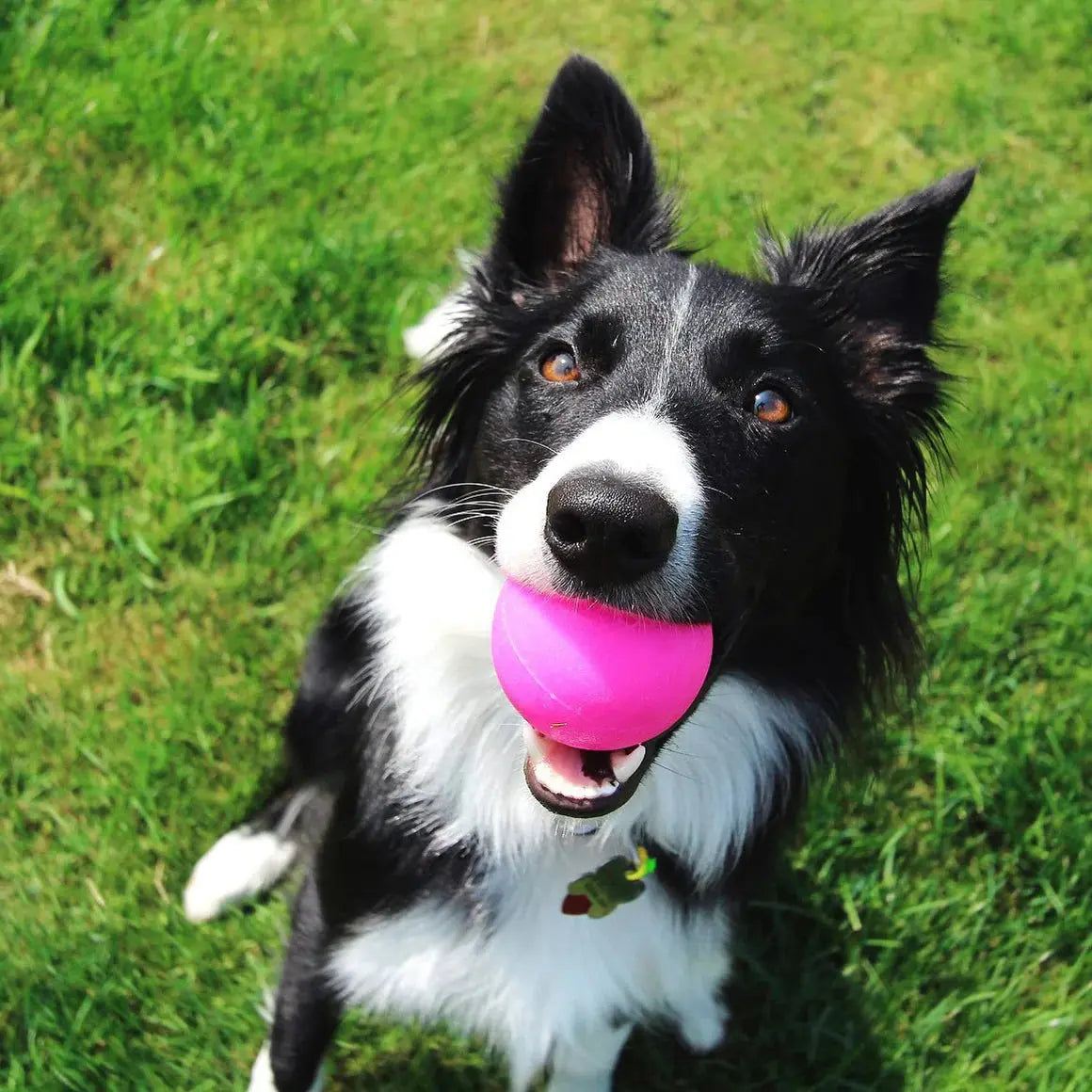 Ruff Dawg, Ball Tough Dog Chew Toy Ruff Dawg