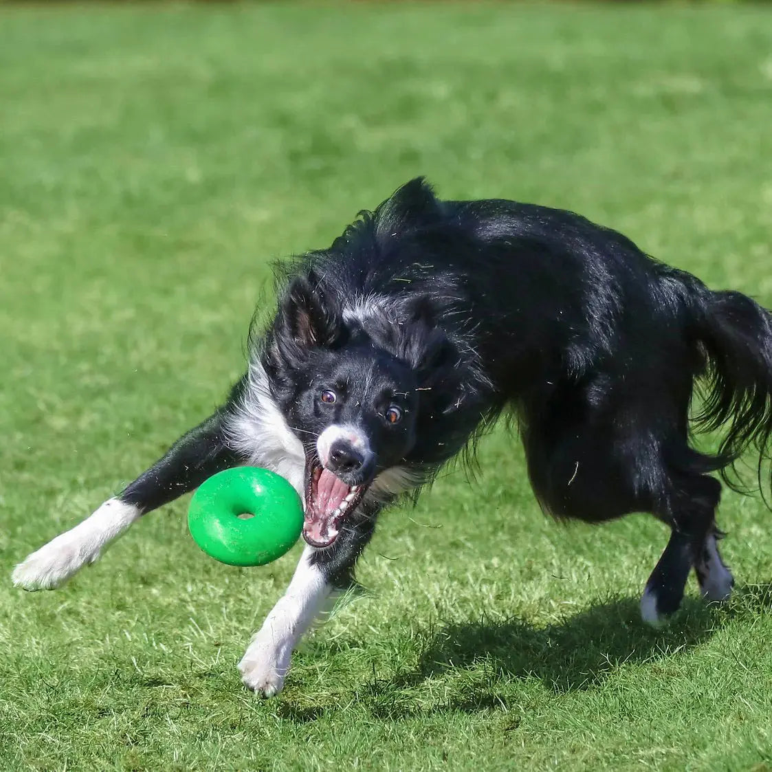 Ruff Dawg, Dawg Nut Tough Dog Chew Toy Ruff Dawg