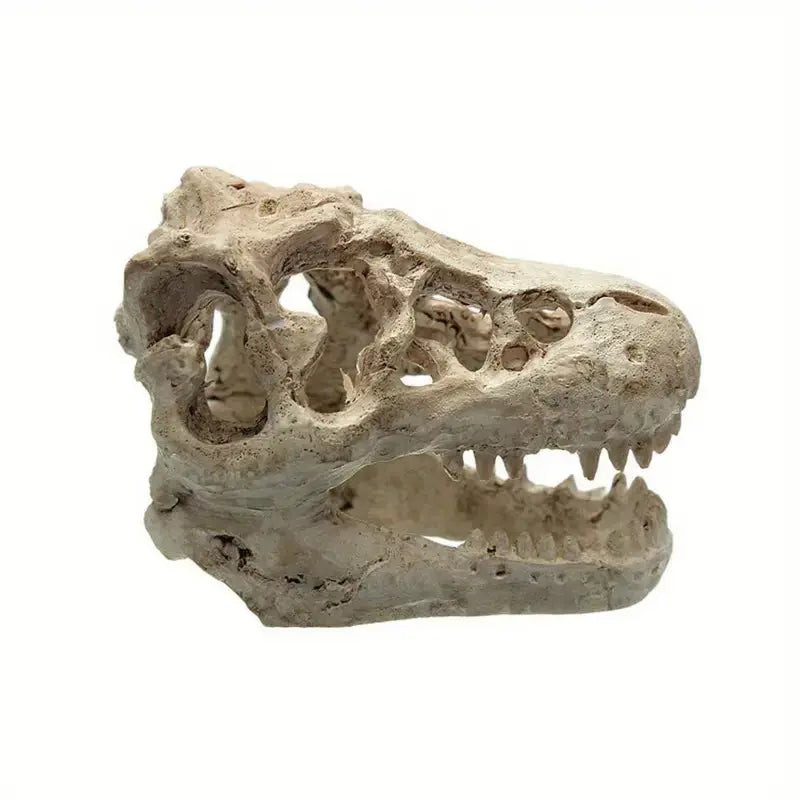 Talis-us Crocodile Skull Resin Ant Farm Decor Talis Us