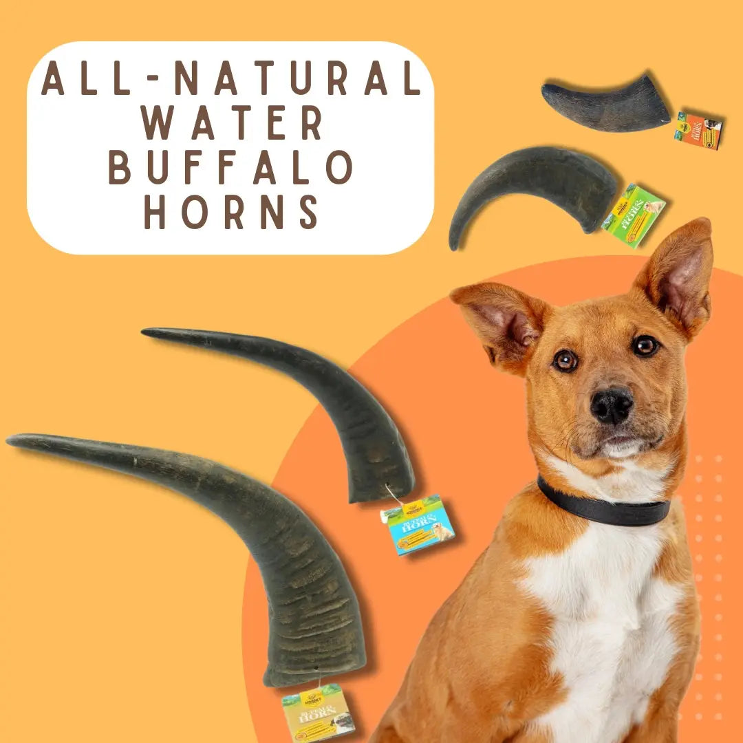 Water Buffalo Horn Chews for Aggressive Chewers Long Lasting and All Natural Advance Pet Products