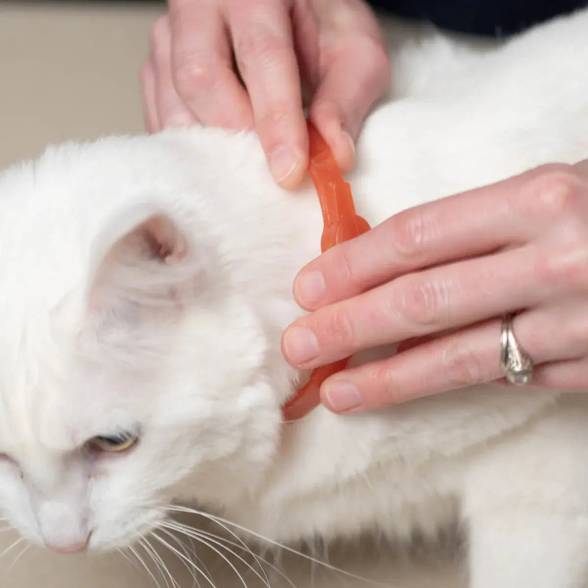 Wondercide Natural Flea, Tick & Mosquito Repellent Cat Collar Wondercide