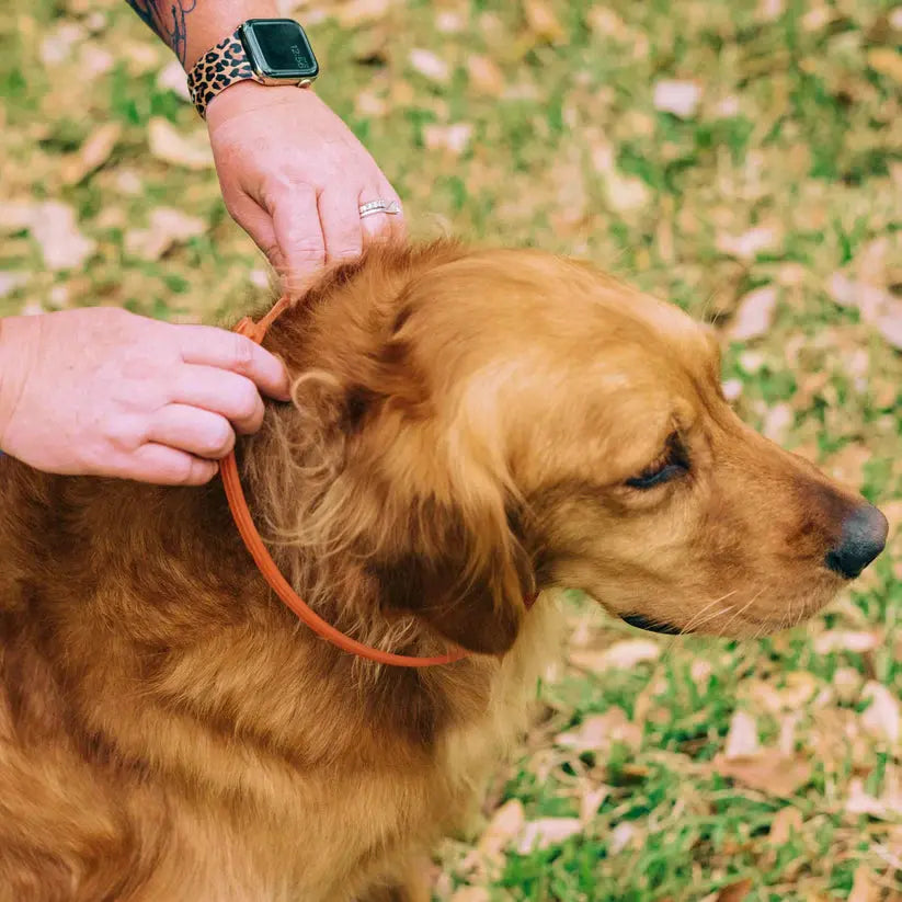Wondercide Natural Flea, Tick & Mosquito Repellent Dogs Collar Wondercide
