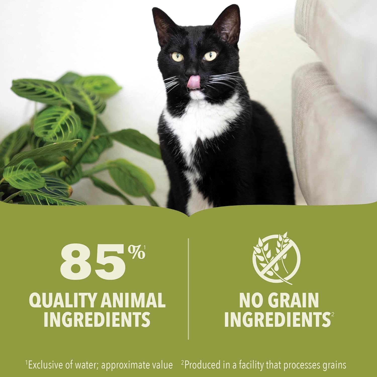 ACANA kitten wet cat food featuring a black and white cat with 85 percent animal ingredients