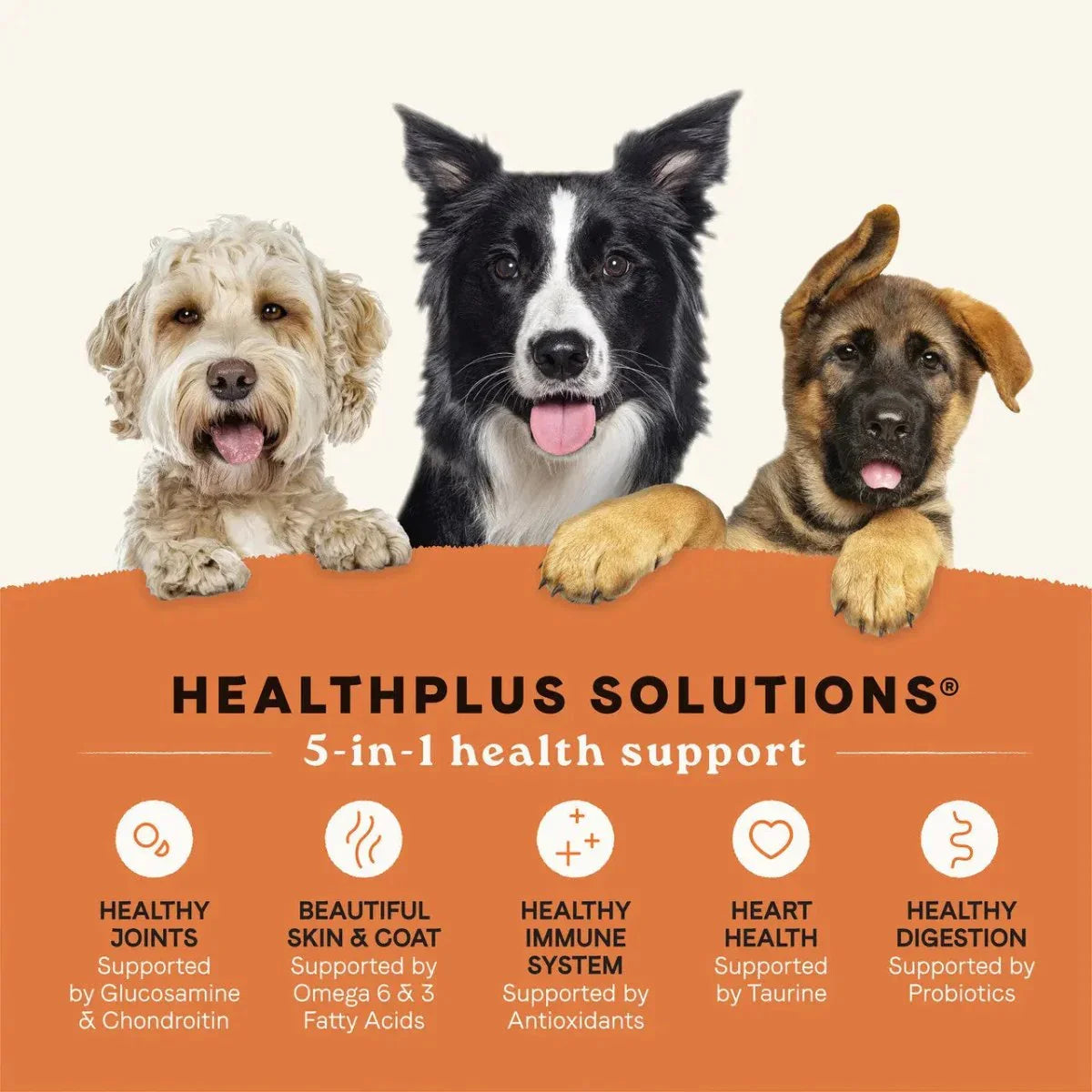 All Life Stages Dry Dog Food, Real Salmon & Ancient Grains Recipe - Talis Us