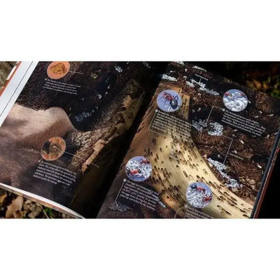 The Ant Collective: Inside the World of an Ant Colony by Armin Schieb - Talis Us