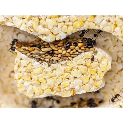 ANTCUBE - Popcorn Nest 20x20 - L - Talis Us