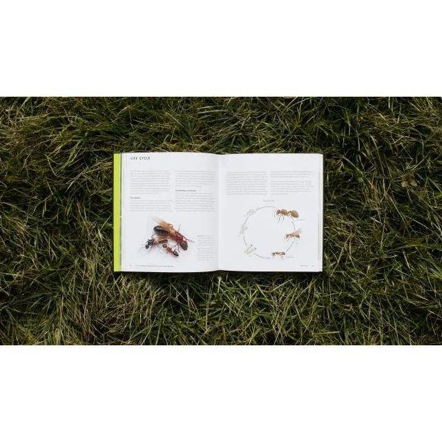 Ants: A Visual Guide by Heather Campbell and Benjamin Blanchard - Talis Us