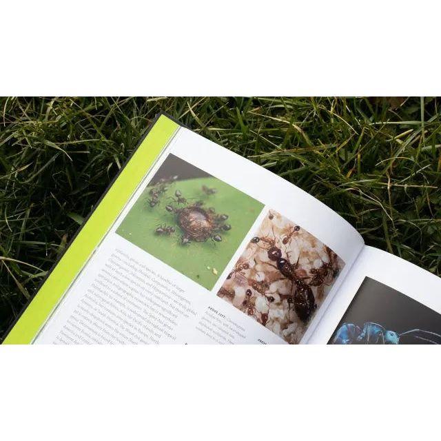 Ants: A Visual Guide by Heather Campbell and Benjamin Blanchard - Talis Us