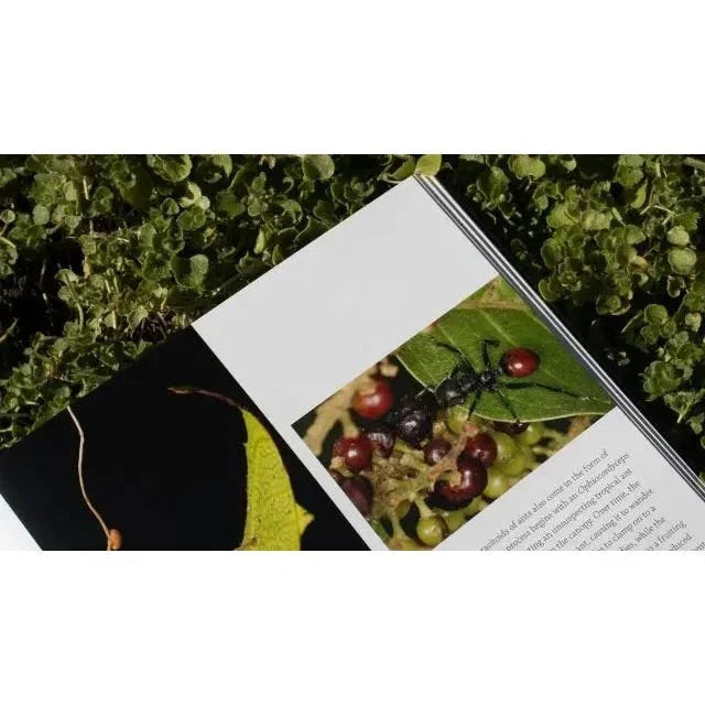 Ants: A Visual Guide by Heather Campbell and Benjamin Blanchard - Talis Us