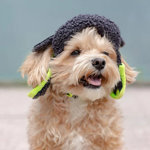 Aviator dog hat in black and neon green on a fluffy dog, perfect for stylish pet outings
