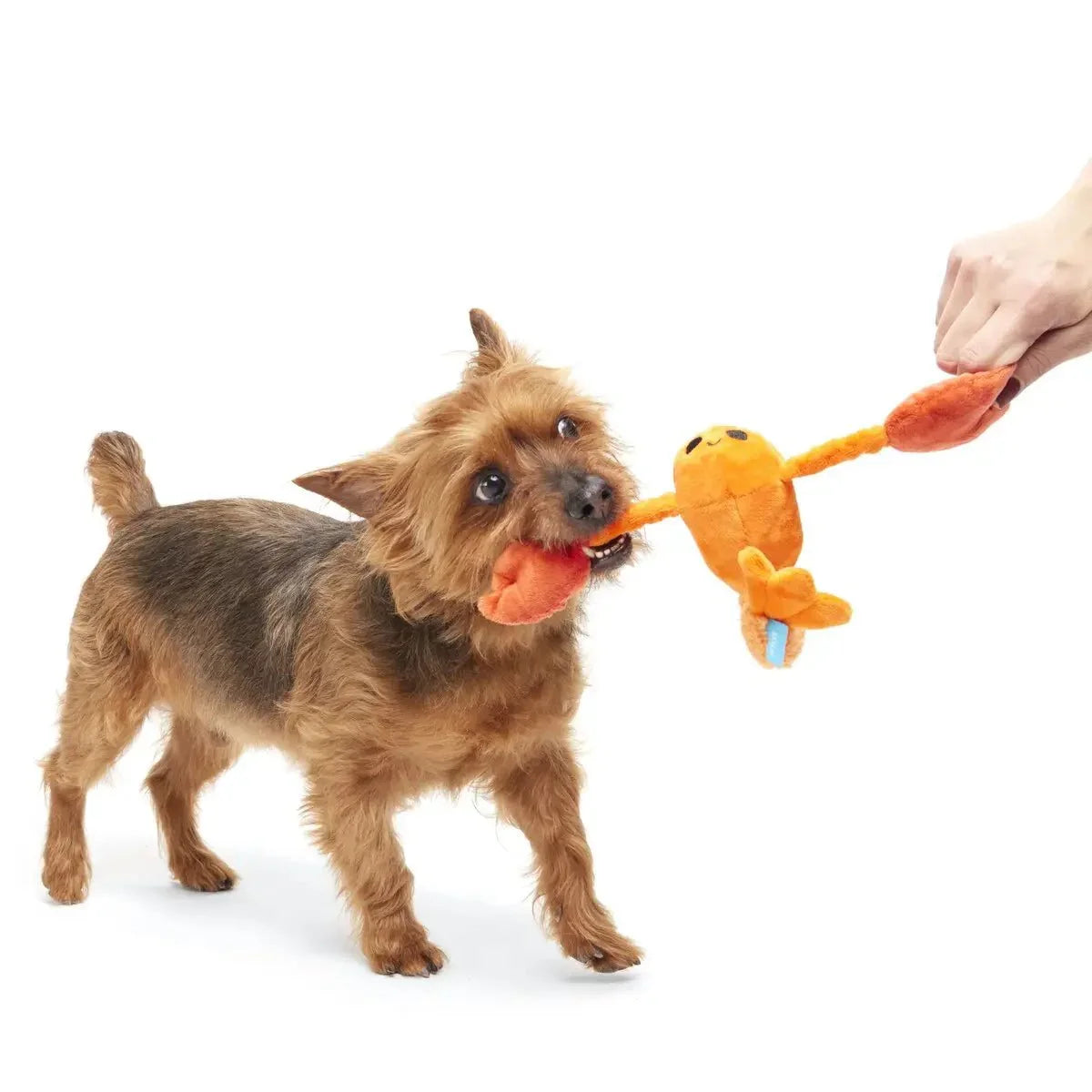 BARK Della Crawfish Plush Dog Toy - Talis Us