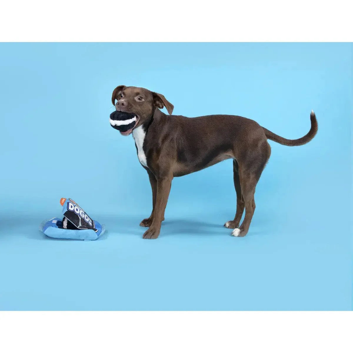 BARK Dogo Dunkers Plush Dog Toy 3pc - Talis Us