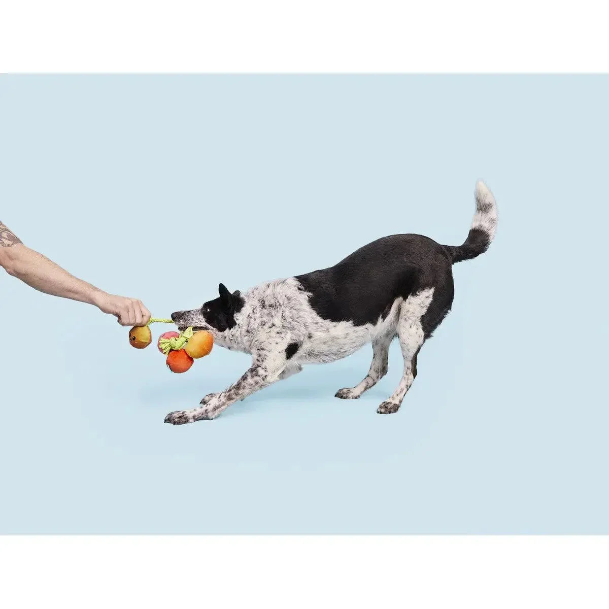 BARK Hairloom Tomatoes Rope Dog Toy - Talis Us